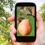 "Er is geen reden om fruit nog steeds met de hand te tellen en te meten"