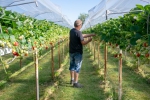 Nieuwe koers voor The Greenery en haar zachtfruit telers
