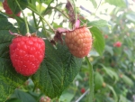"Het is van belang om kennis over fruitteelt met de consument te delen"