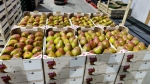 Sweet Sensation, sterk merk in de perenmarkt
