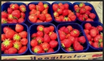 Aardbeienechtpaar opent Aardbeienwinkel in Den Bosch