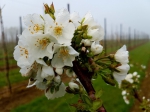 Boerenbond zet bloesemactie op om fruittelers in de kijker te zetten