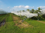 Noodweer laat spoor van vernield fruit na
