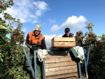 Later dan normaal, maar fruitpluk is gestart