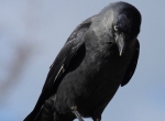 "Wij telen een product voor de consument en niet voor de vogels"