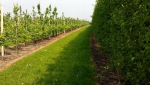 Fruitteeltsector komt positief in het licht bij huisvestingsproblematiek
