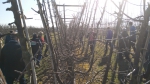 Fruit Tech Campus organiseert masterclass appelbomen snoeien