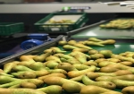 "Hopelijk kunnen perenpromoties bij retail deels het verlies van de krattenhandel opvangen"