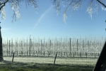 Vorst bedreigt fruitbloesem komende dagen