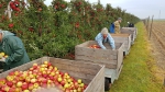 Inova Fruit verschuift promotiecampagne Junami naar de zomermaanden