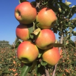 Kan zeewier gewasbeschermingsmiddelen voor appelen vervangen?
