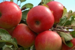 "Oorlog is grote boosdoener geweest op perenmarkt, appelseizoen om snel te vergeten"