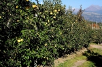 Verbod op gewasbeschermingsmiddelen treft hardfruit Zuid-Tirol