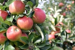 Appels sproeien tegen hittestress