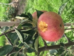 NFO brengt faunaschade binnen de fruitteelt in kaart