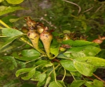 Hagelschade Zeeuws fruit
