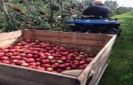 Over Nederlandse fruitoogst valt niets te klagen