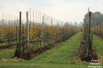 "Steeds grotere perenaanplant in Polen"