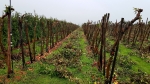 Vlaamse appeltelers ‘massaal’ aan het rooien