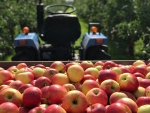 Vruchtbaar jaar voor appels in Duitsland