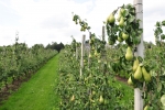 Toekomst perenteelt onderzocht in klimaatkoepels UHasselt