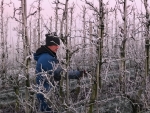 Kou, regen en zon maakt snoeien van fruitbomen spannend: ‘Wie weet wat de toekomst brengt’