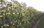 "Hele fruitteelt aan de Bodensee staat met de rug tegen de muur"