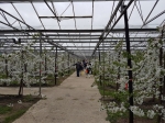 Stijgende kostprijs blijft grote uitdaging voor tuinbouwsector