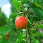 "Als de biologische appelverkoop niet stijgt, zullen we onze Jonagold nooit verkocht krijgen"