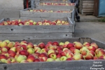 Ruim 20 procent van Duits fruitareaal is biologisch