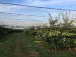 BelOrta stelt harde voorwaarde aan integratie Belgische Fruitveiling