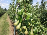 Nederland haalt meer peren binnen, maar minder appels