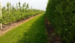 Teelt van appels en peren in Nederland is in 70 jaar sterk veranderd