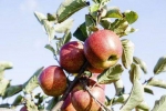 Laatste peiling appelareaal wijst nog op lichte krimp