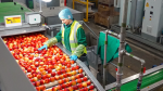 FruitMasters zet met masterplan in op efficiëntie en capaciteit