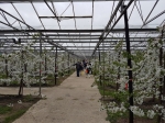 Tuinbouwer start als enige in Vlaanderen met kersenteelt onder glas