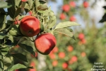 "Niet alle vruchten zijn zichtbaar voor een fruitplukrobot"