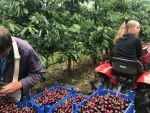 Suzuki-fruitvlieg bedreigt kersenteelt: gewasbeschermingsmiddel nog niet vrijgegeven
