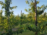 "Koude voorjaar heeft impact op ontwikkeling en productie klein- en steenfruit"