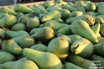 "Belgische peren kunnen profiteren van lage Europese opbrengsten"