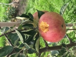 NFO: faunaschade in fruitteelt stijgt fors