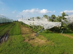 "Schade door noodweer beperkt in fruitsector"
