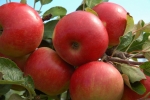 Appeloogst haalt het niet bij topoogst 2022