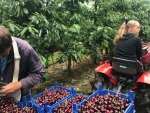 Fruitbedrijf Hoekstra rooit appelen en legt zich volledig toe op de kersenteelt
