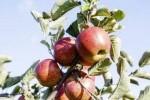Duitsland oogst 17% minder appels in 2023