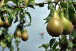 "Vorig jaar bepaalde de maat, dit jaar de kwaliteit de prijs van de peren”