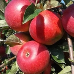 Appelplukrobot in de praktijk