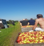 "Hardfruitoogst verloopt goed ondanks hitte"