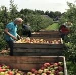 Fruitpluk onder druk door hitte: ‘Blij met koude nachten’