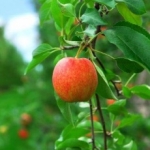 Sector start manifest voor behoud fruitteelt in Nederland